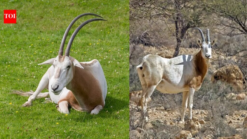 Only 25 scimitar-horned oryx returned to Chad in 2016 after vanishing from the wild, but the population has now grown to more than 600 | World News