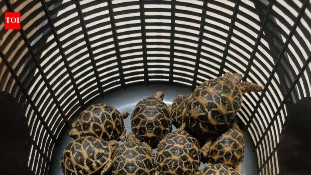 Two caught with 18 Indian star tortoises | Surat News
