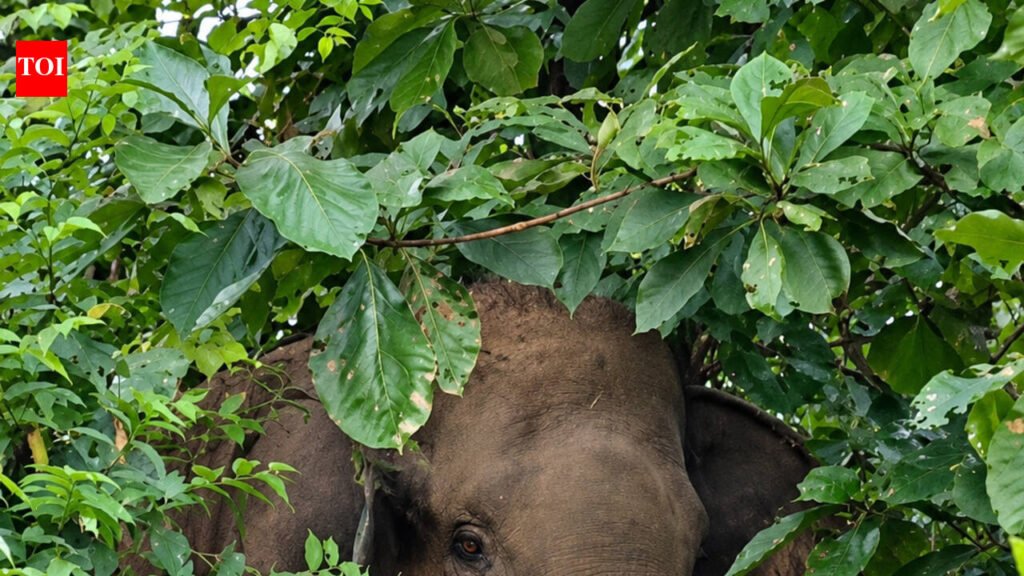 Injured tusker halts traffic on Bharatpur-Chandaka road | Bhubaneswar News
