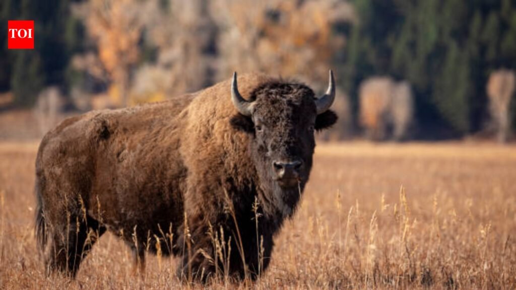 From tens of millions to just 1,000: 140 years after America’s national mammal vanished in the 1880s, indigenous tribes and conservationists are helping bring it back to the prairie