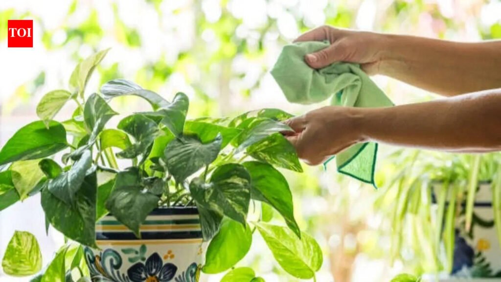 Should you keep it in direct sunlight or shade? Here’s the right spot for healthy growth