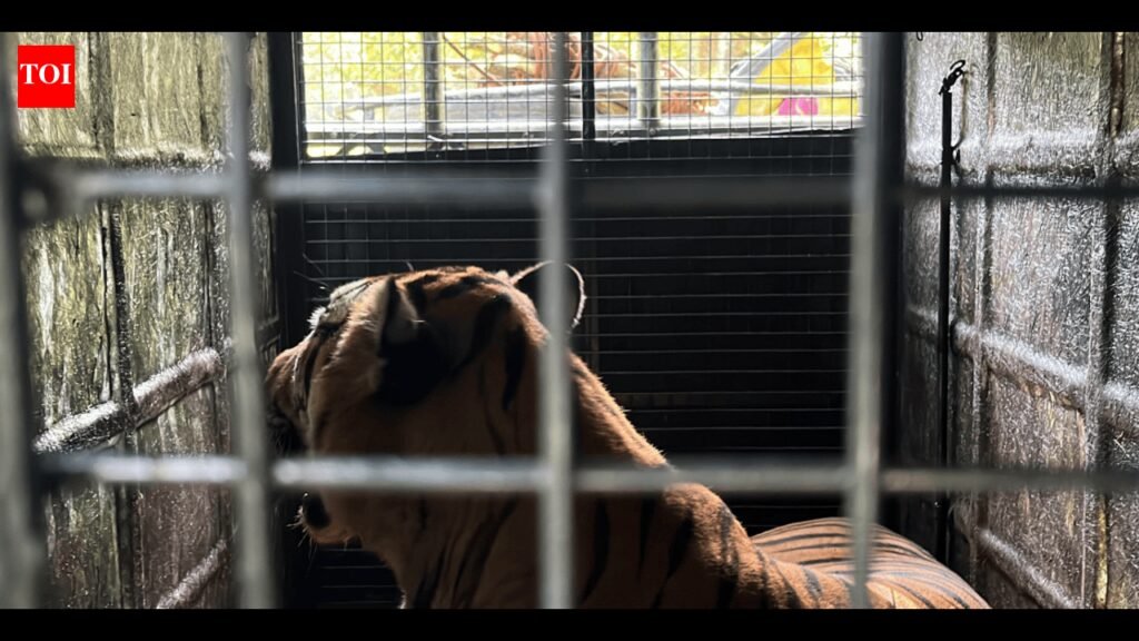 Gudalur’s man-eating tiger trapped, being transported to Chennai | Coimbatore News