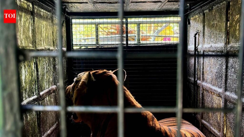 Tiger trapped in Gudalur to reach Chennai today | Chennai News