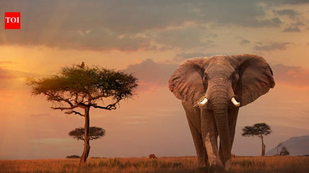 In 2014, Leonardo DiCaprio’s foundation donated $1 million, helping save African elephants who were being killed for their ivory tusks at a rate of 100 per day