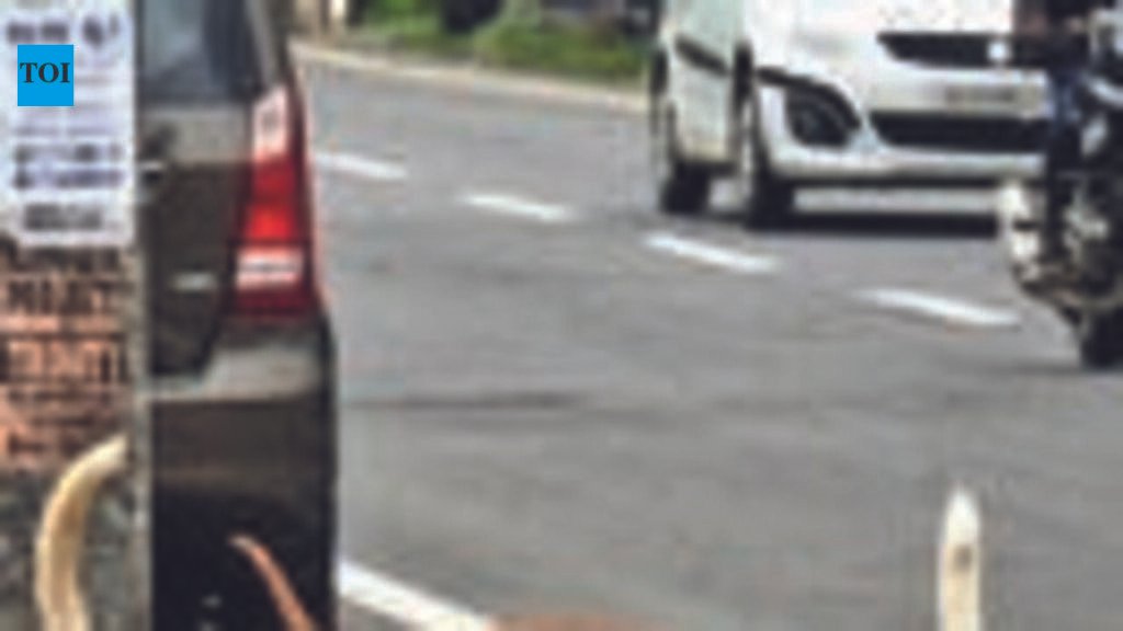11-year-old boy injured in stray dog attack in Nagaroor | Thiruvananthapuram News