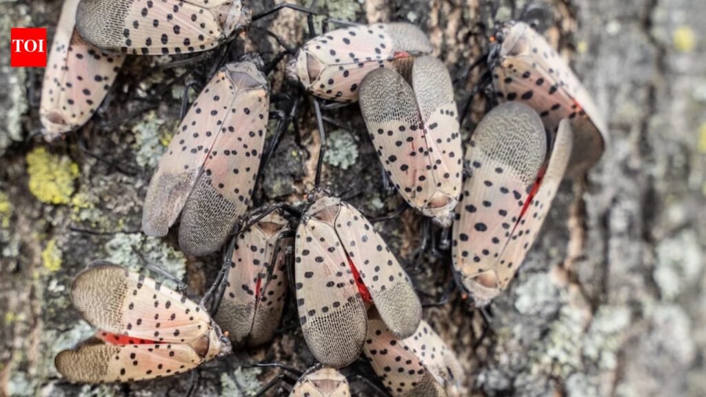 A Toledo woman’s neighbour has a tree of heaven covered in spotted lanternflies, leaving her driveway, car and patio covered in bugs and sticky sap | World News