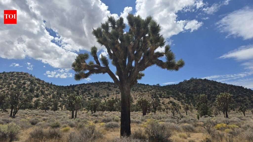 California acquired 640 acres near Pioneertown for western Joshua tree conservation; climate projections rank it among Southern California’s best future habitats, with tribal co-management now being planned