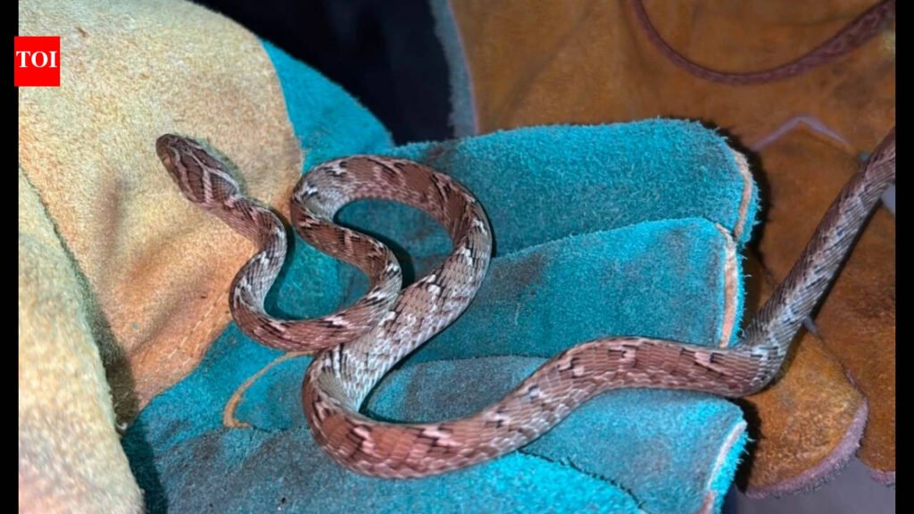 Rare cat snake rescued near Cuddalore | Chennai News