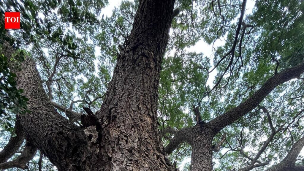 2.3km Hebbal tunnel to gobble up 1,128 trees. Or, 490 trees for 1km of quick travel | Bengaluru News