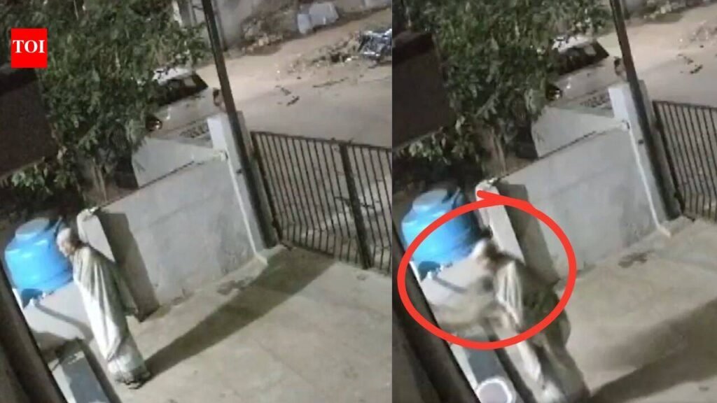 91-year-old woman dies after monkey attacks, pushes her in Karnataka | Hyderabad News