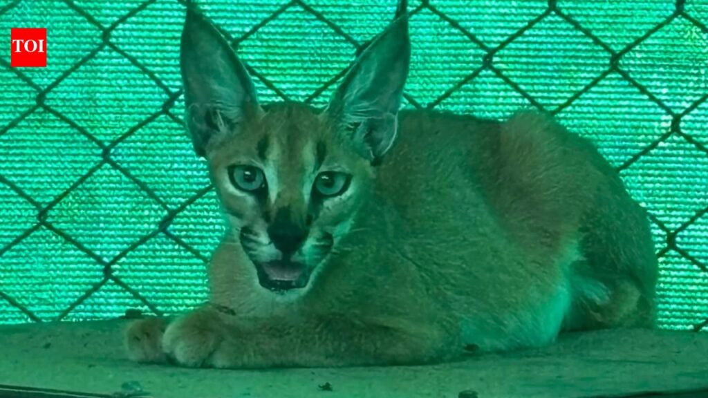 Rare female caracal radio-collared released into wild in Rajasthan’s Jaisalmer | Jaipur News