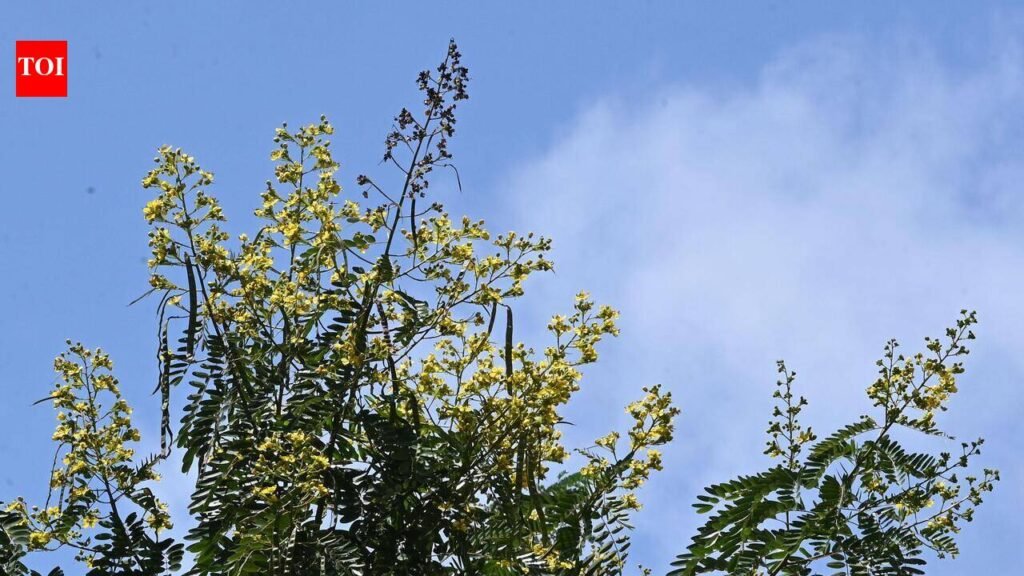Invasive trees thrive on city avenues | Thiruvananthapuram News