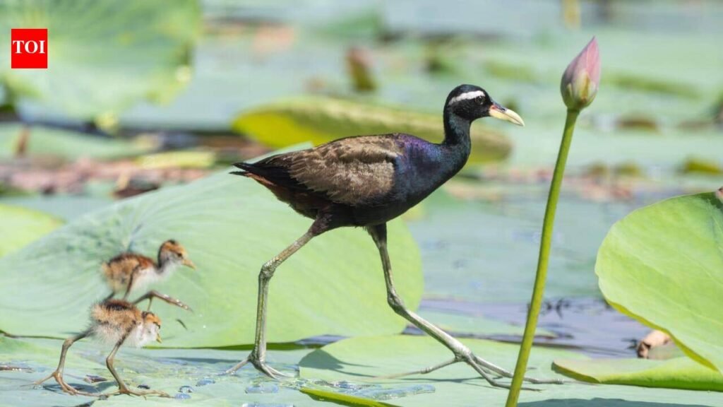 Birds return as KMDA stops Sarobar clean-up after alarm raised by birders | Kolkata News