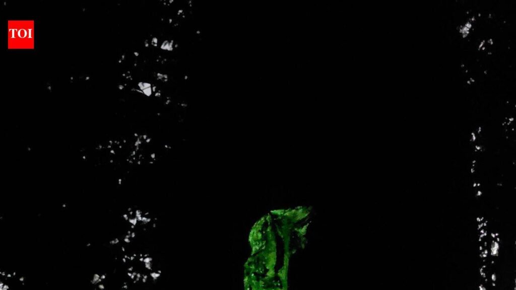 Dry spells dim Mollem’s bioluminescent glow, wildflower spectacle | Goa News