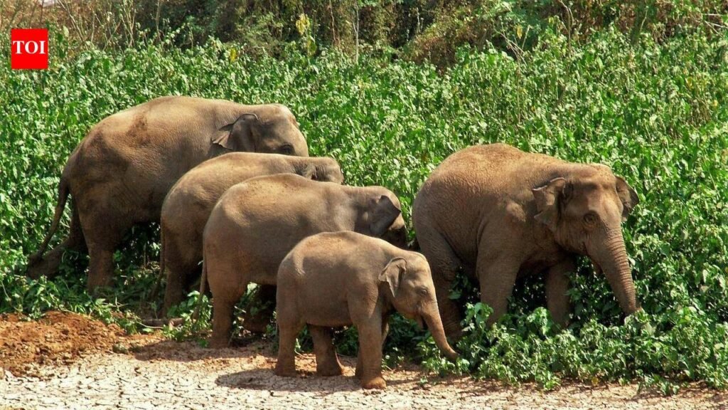 Keralam to get two elephant ambulances from Vantara | Thiruvananthapuram News