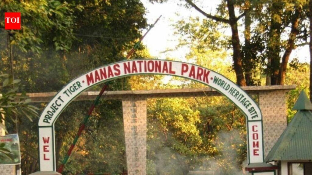 All starts with ‘Mainao‘; once lost to poaching, rhinos breeding again in Manas | Guwahati News