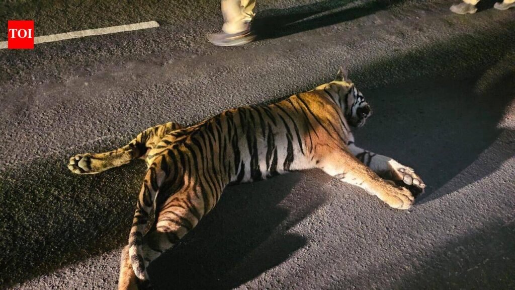 Speeding truck kills tigress in Bhandara | Nagpur News