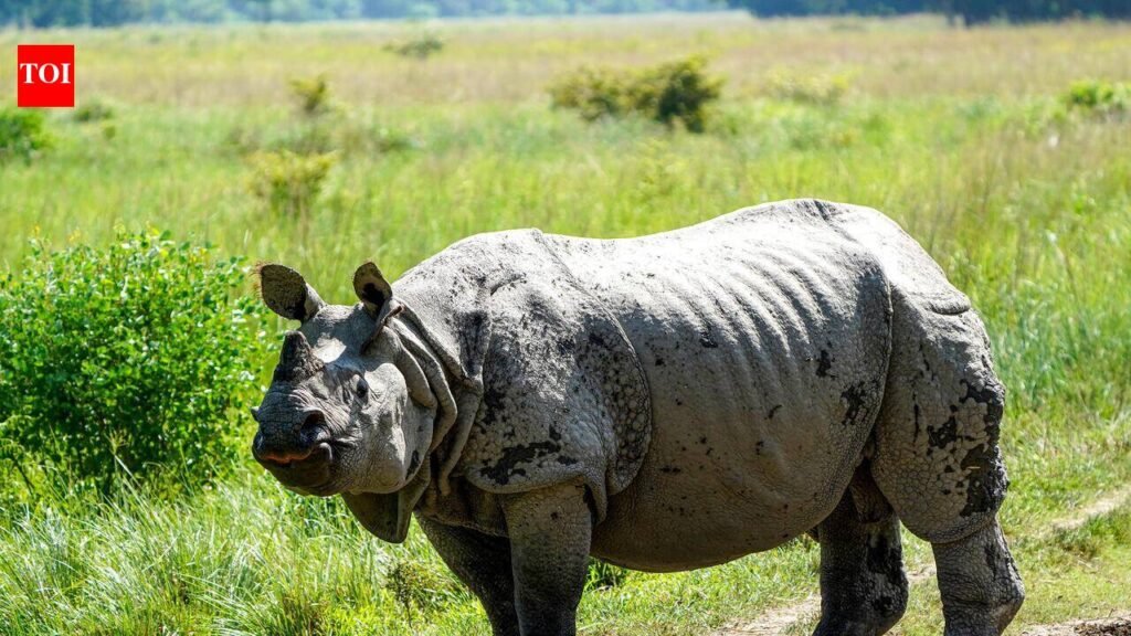 Assam shelters nearly 80% of world’s greater one-horned rhinos | Guwahati News