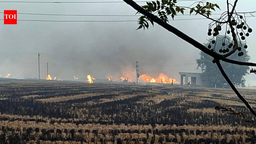 Punjab logs 24 stubble burning cases in 8 days | Chandigarh News
