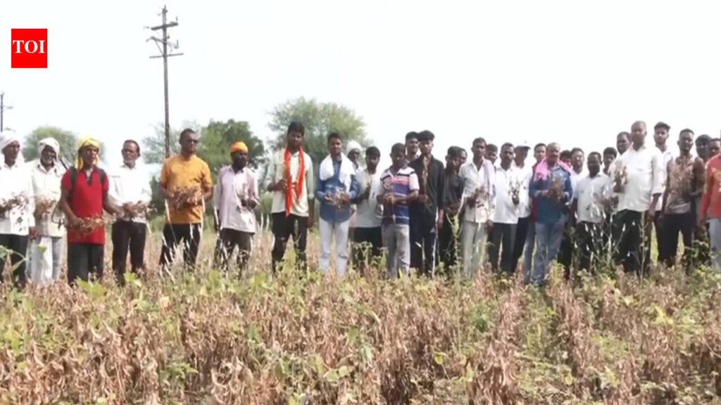 ‘Worse than 1972 drought’: Farmers fear grows in Yavatmal as dry spell devastates soybean, cotton crops | Delhi News