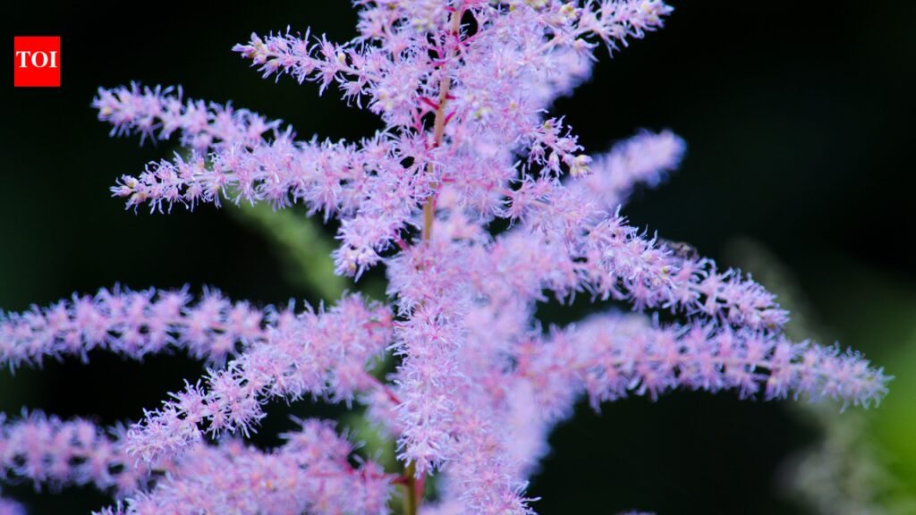 False Goat’S Beard: The fluffy pink False Goat’s Beard flowers that grow well in shade: Easy step-by-step guide to grow these blooms in shady garden spots