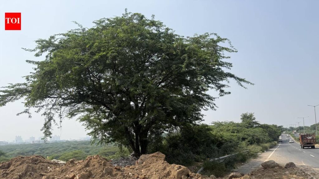 MCG’s new demolition waste disposal rule linked to OCs in Gurgaon | Gurgaon News