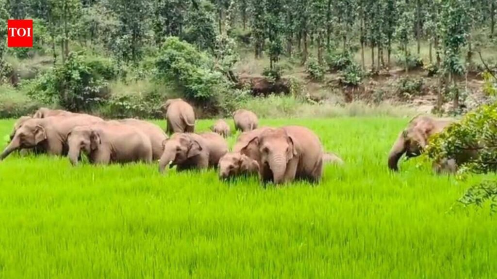 Stray tusker kills visually impaired man, injures wife in Giridih | Ranchi News
