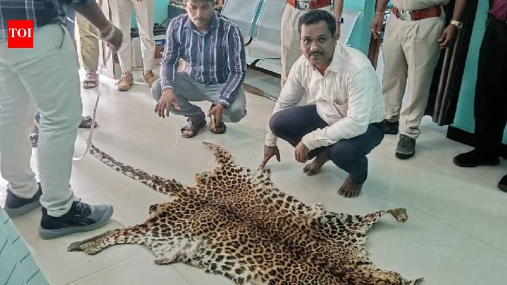 Leopard skin seizure: Another man arrested in Nuapada | Bhubaneswar News