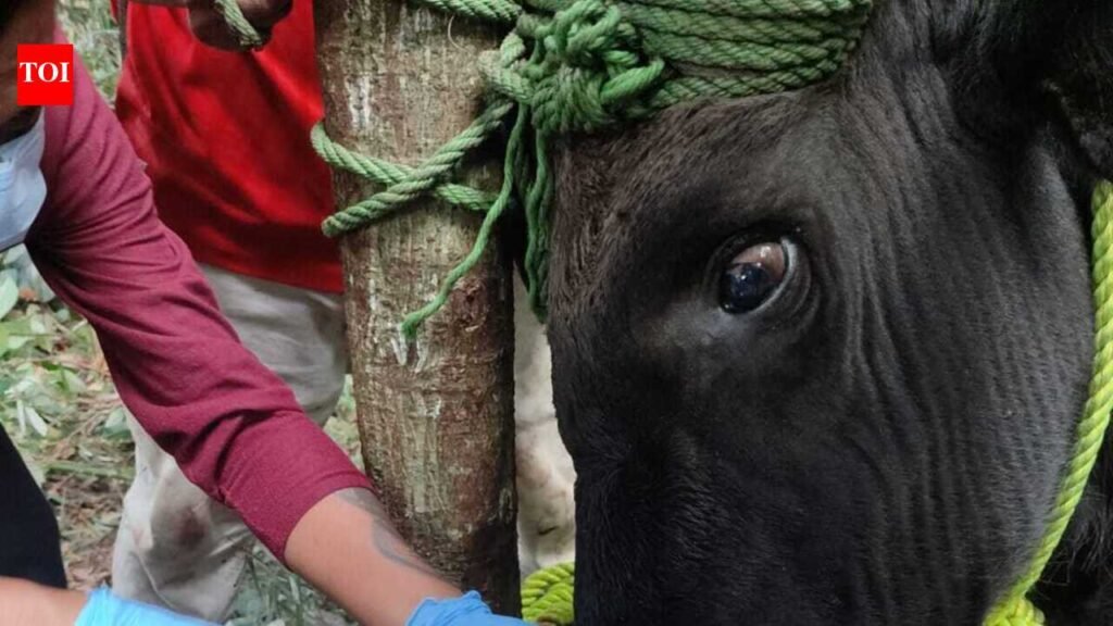 FMD outbreak: Arunachal minister orders deployment of 2 additional teams in Dibang Valley | Guwahati News