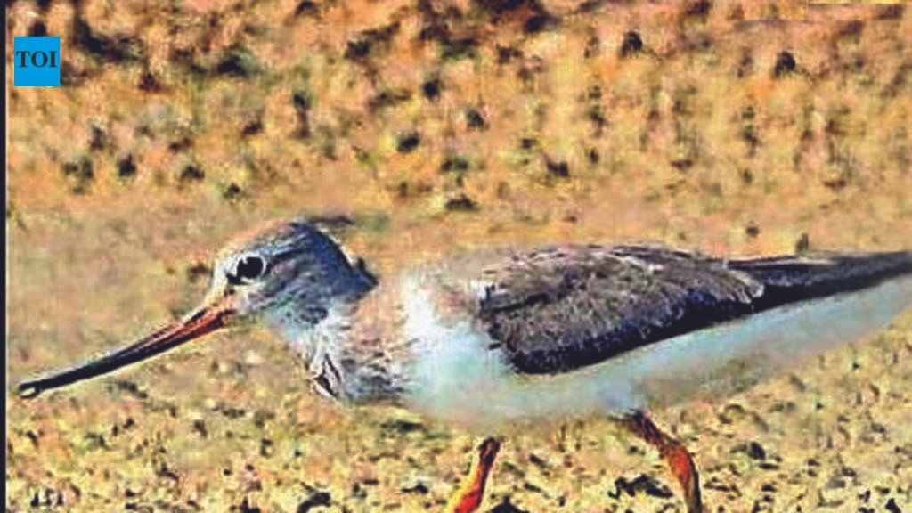 Terek sandpiper spotted at Pallikaranai; bird tally goes to 205 | Chennai News