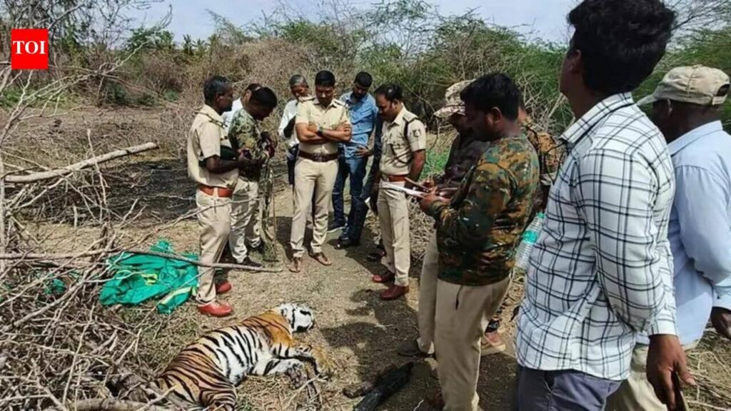 Sub-adult tigress found dead near Nanjangud village | Mysuru News