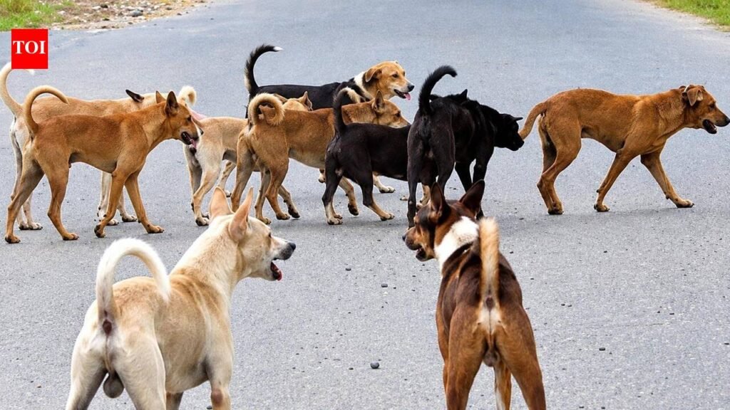 900 stray dogs inside Fbd schools, shelter yet to take off | Gurgaon News