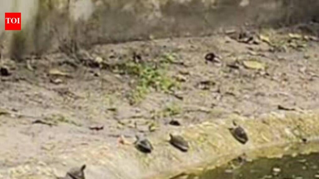 Kanpur Zoo sees 25 endangered Batagur turtle hatchling | Kanpur News