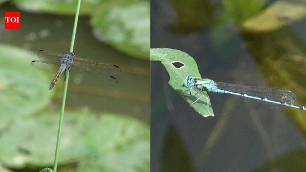 Ancient aerial hunters: What dragonflies reveal about Delhi’s fragile wetlands | Delhi News