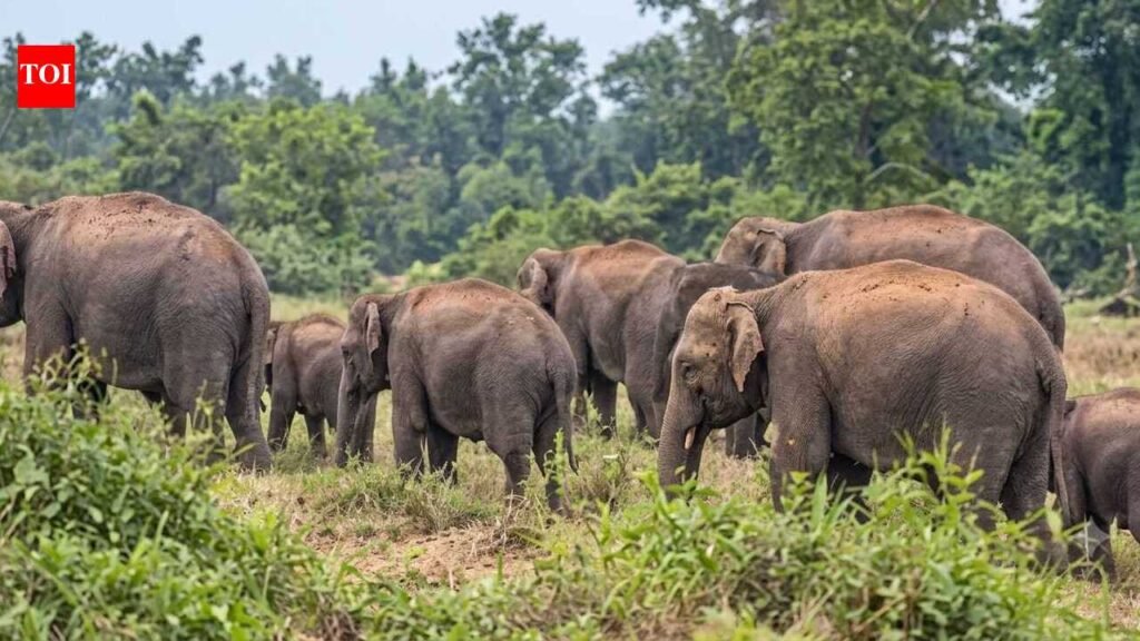 Wild elephants return to Saoli taluka, farmers fear crop damage and human-animal conflict | Nagpur News