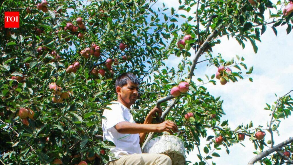 Apple economy goes digital: 8,000 MT procured across 213 Himachal centres | Chandigarh News
