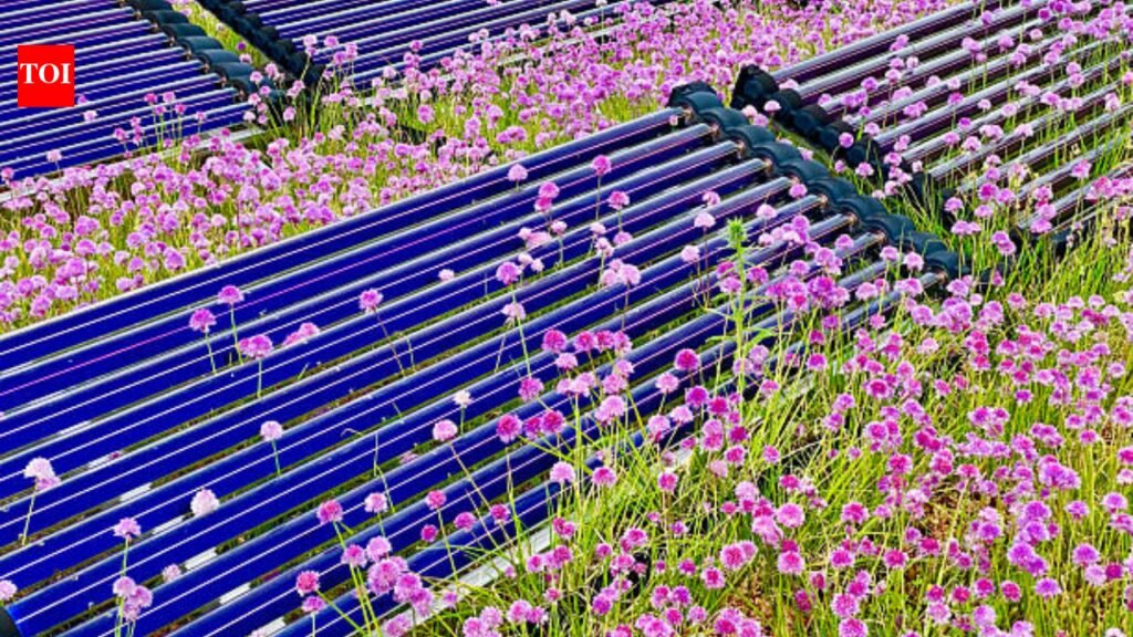 Colorado researchers grew the world’s most expensive spice on rooftop solar panels; harvested twice the output and generated $60,000 in return while producing electricity