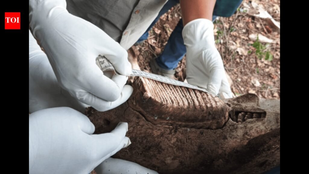 Remains of elephant found in forest near Coimbatore | Coimbatore News