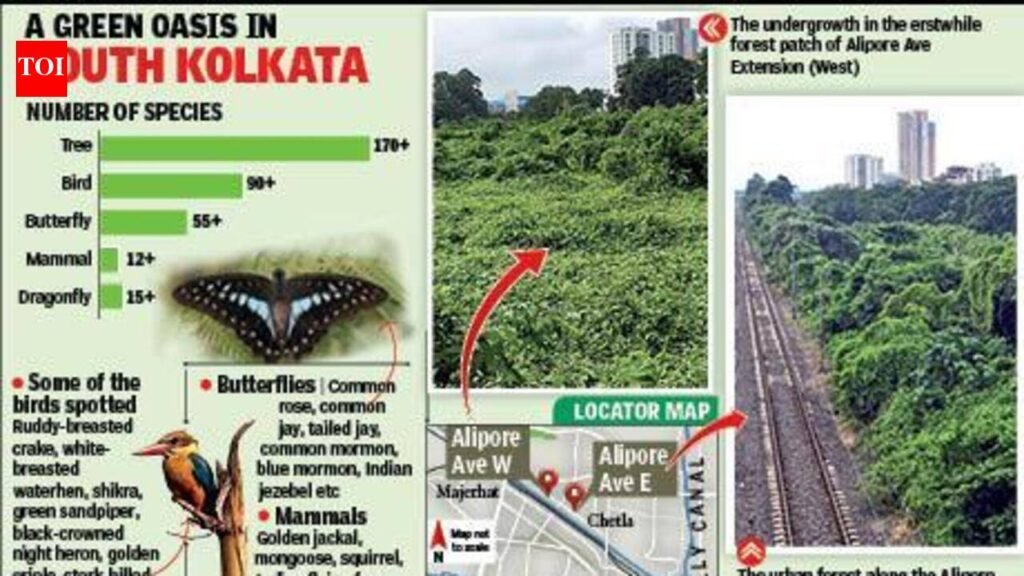 Residents bemoan loss of Chetla urban forest patch | Kolkata News