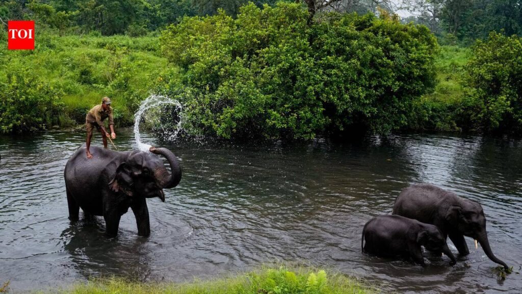 Manas nat’l park to welcome visitors from Oct 2 | Guwahati News
