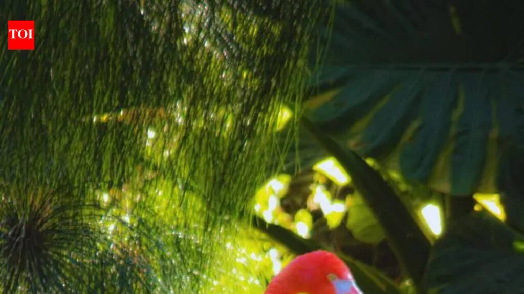 Stunningly beautiful pink birds from around the globe and where to spot them