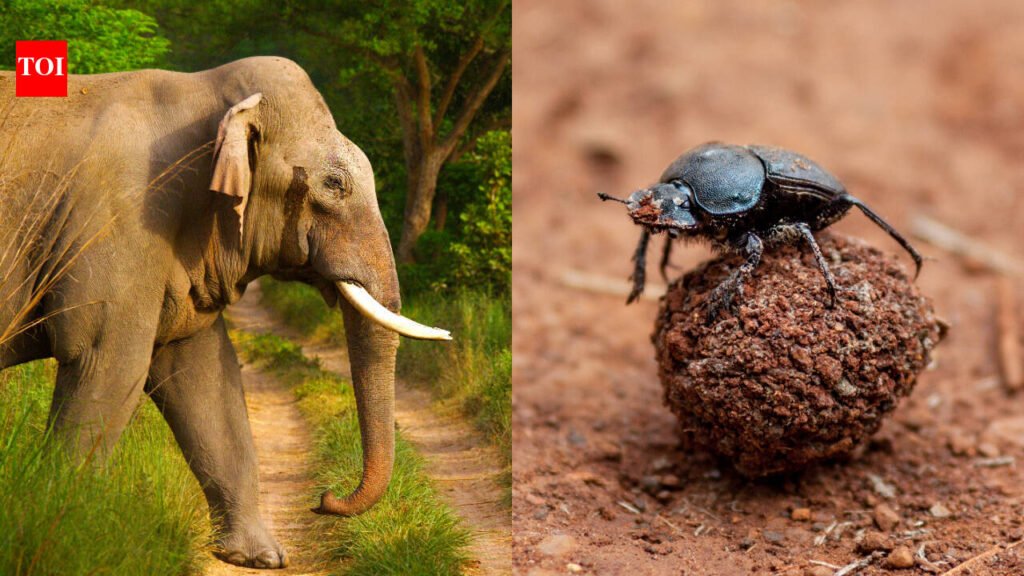 Scientists excluded elephants from East African savanna plots for 15 years; dung beetle numbers fell 67%, biomass dropped 51% and species richness declined 23%, revealing how elephants sustain an insect network