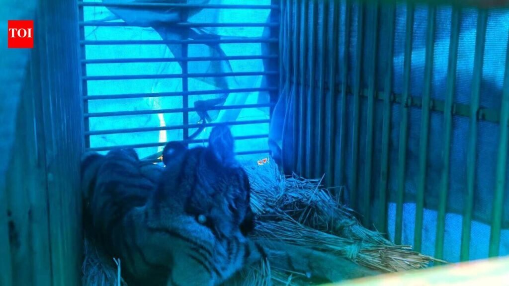 Rescued tiger cub devours 2.5kg meat in Similipal, shows signs of recovery | Bhubaneswar News