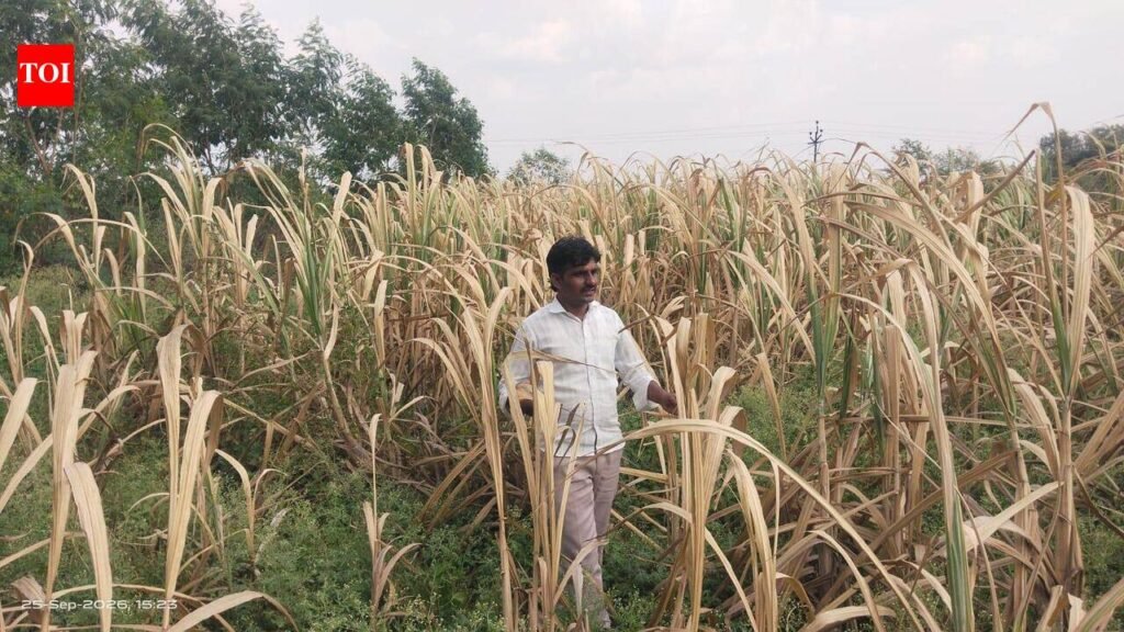 11 tehsils reel, activists seek crop inspections | Pune News