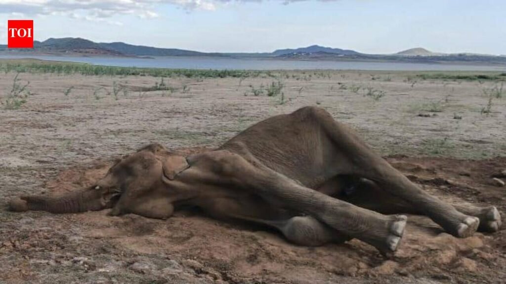 15-year-old female elephant found dead near Bhavanisagar reservoir | Coimbatore News