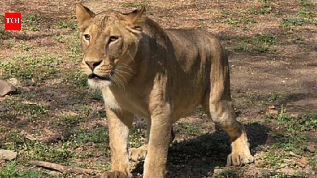 Shivamogga zoo denies negligence after death of lion cubs | Mysuru News
