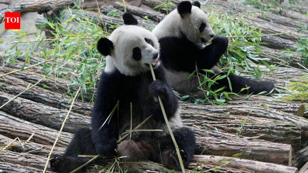 Panda-monium: When diplomacy goes to the dogs, horses, and elephants