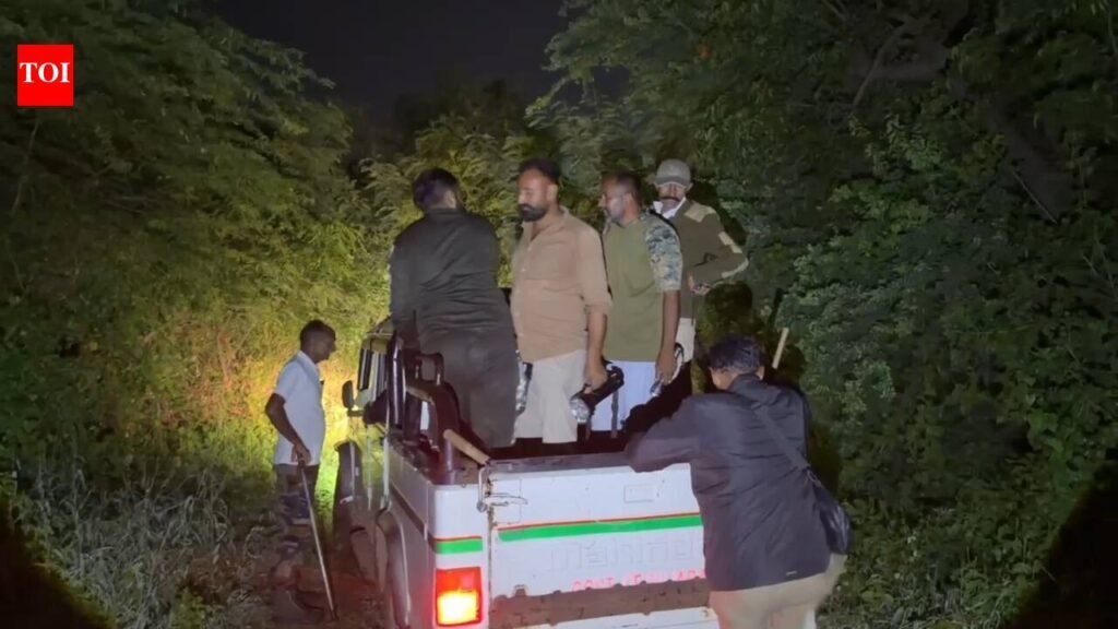 Ailing lion attacks forester, tracker during rescue operation in Amreli | Rajkot News