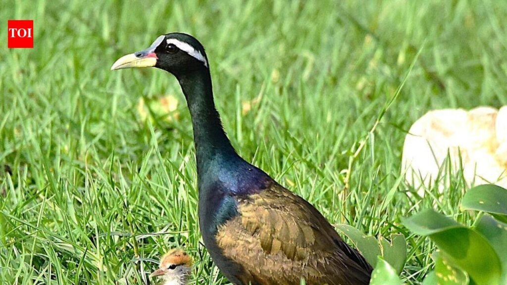 Record-high breeding for non-native birds at Pallikaranai marshland | Chennai News