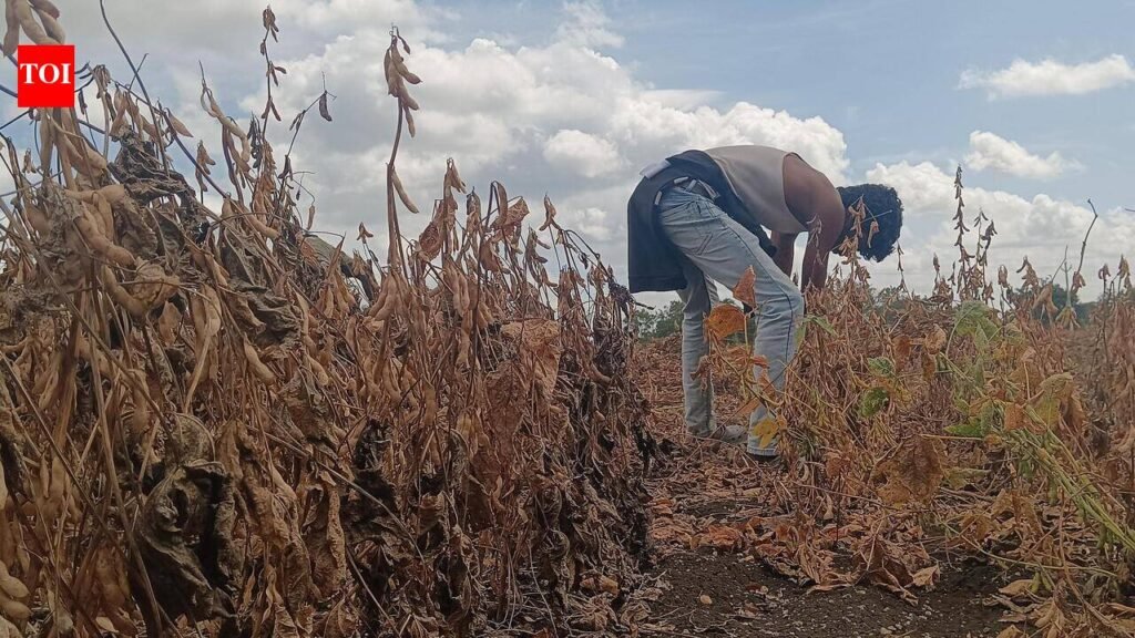 Crop-loss panchanamas across Maharashtra from today, says agriculture minister | Pune News